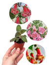 Kohleria Japon Küpelisi