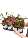 Kokulu Orkide Oncidium Mor Çiçekli