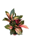 Kraton Bitkisi - Croton Iceton 50 CM