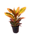 Kraton Çiçeği Bitkisi (Croton Petra)