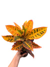 Kraton Çiçeği Bitkisi (Croton Petra)