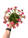 Lewisia Çiçeği Cotyledon Pembe