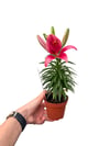 Lilyum Çiçeği Pembe Zambak Lilium
