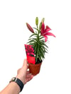 Lilyum Çiçeği Pembe Zambak Lilium
