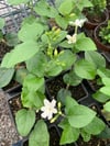 Limon Kokulu Yasemin Sarmaşığı (Jasminum Azoricum)