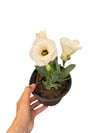 Lisyantus Çiçeği Beyaz Eustoma