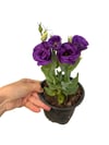 Lisyantus Çiçeği Mor Eustoma