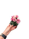 Lisyantus Çiçeği Pembe Eustoma