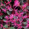 Loropetalum (Chinense Rubrum) Pembe Rüya Çiçeği