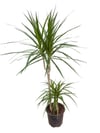 Marginata Çiçeği İkili (Dracena Marginata) 100 CM