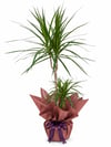 Marginata Çiçeği İkili (Dracena Marginata) 100 CM