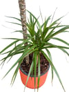 Marginata Çiçeği İkili (Dracena Marginata) 100 CM