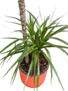 Marginata Çiçeği İkili (Dracena Marginata) 100 CM