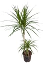 Marginata Çiçeği İkili (Dracena Marginata) 100 CM