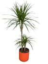 Marginata Çiçeği İkili (Dracena Marginata) 100 CM