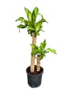 Massengena Çiçeği İkili (Dracena Massengena) 90 CM