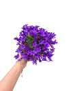 Maviş Çiçeği (Campanula) Çan Çiçeği