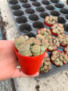 Mini Taş Kaktüs Aranjmanı Lithops