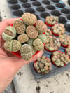 Mini Taş Kaktüs Aranjmanı Lithops