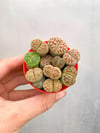 Mini Taş Kaktüs Aranjmanı Lithops