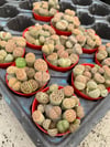 Mini Taş Kaktüs Aranjmanı Lithops