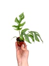 Monstera Minima Sarmaşığı Mini