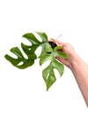 Monstera Minima Sarmaşığı Mini