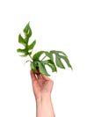 Monstera Minima Sarmaşığı Mini