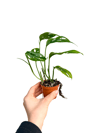 Monstera Monkey Mask Adansonii - Sarmaşık Deve Tabanı
