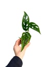 Monstera Monkey Mask Adansonii - Sarmaşık Deve Tabanı