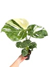 Monstera 'Thai Constellation' Variegata