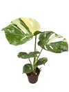 Monstera 'Thai Constellation' Variegata