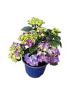 Mor Mavi Ortanca Çiçeği - Hydrangea