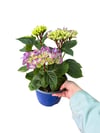 Mor Mavi Ortanca Çiçeği - Hydrangea