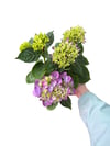 Mor Mavi Ortanca Çiçeği - Hydrangea