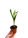 Müge Çiçeği - Çiçekleri Yoğun Kokulu (Convallaria Majalis)