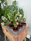 Müge Çiçeği - Çiçekleri Yoğun Kokulu (Convallaria Majalis)