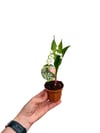 Müge Çiçeği - Çiçekleri Yoğun Kokulu (Convallaria Majalis)