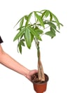 Para Ağacı Çiçeği Şans Bitkisi 40 CM (Pachira Aquatica)