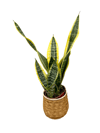 Paşa Kılıcı Uzun (Sansevieria)