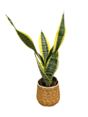 Paşa Kılıcı Uzun (Sansevieria)