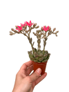 Pembe Çiçekli Sukulent Graptopetalum Bellum