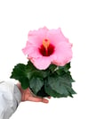 Pembe Hibiscus Çiçeği