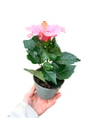 Pembe Hibiscus Çiçeği