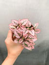 Pembe Hypoestes Bitkisi Hostes Çiçeği