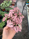 Pembe Hypoestes Bitkisi Hostes Çiçeği