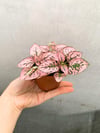 Pembe Hypoestes Bitkisi Hostes Çiçeği