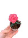 Pembe Karanfil Dianthus