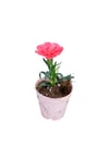 Pembe Karanfil Dianthus