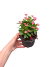 Pembe Mini Çiçekli Dikenler Tacı Euphorbia Milii